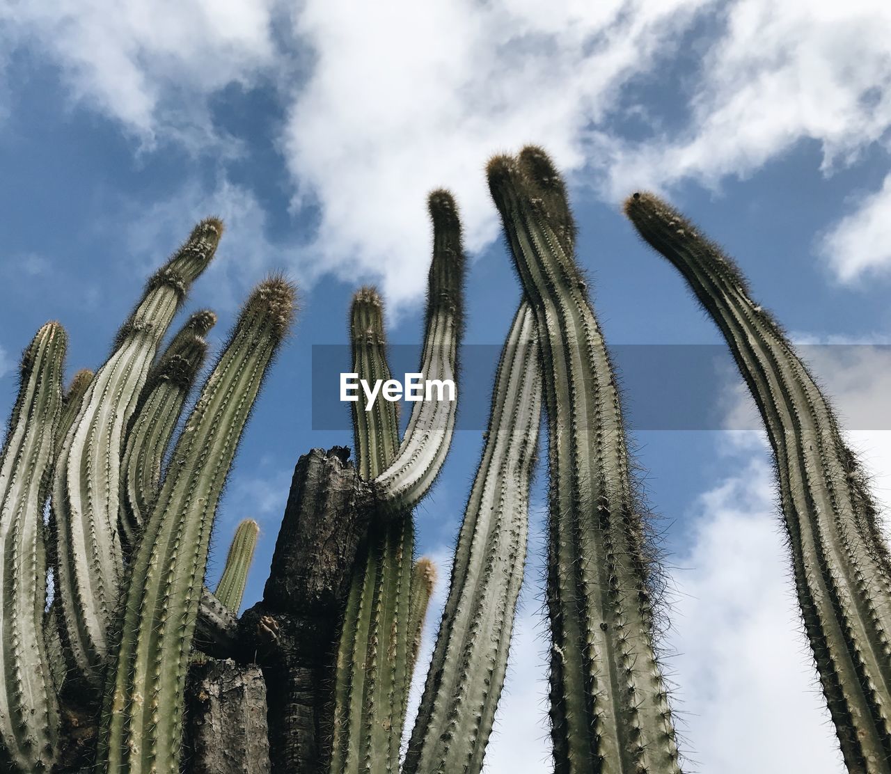 LOW ANGLE VIEW OF CACTUS PLANT AGAINST SKY