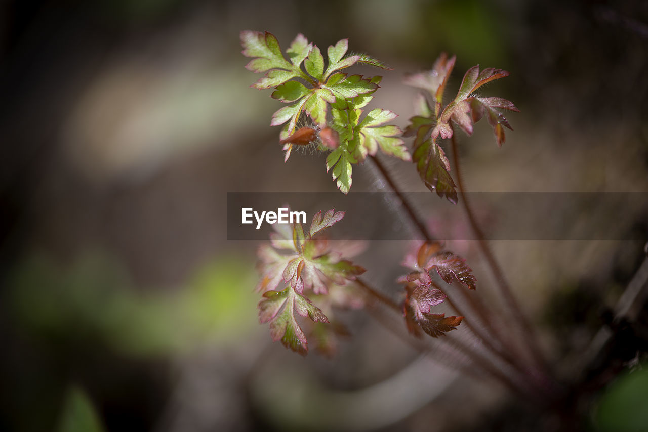 CLOSE-UP OF FLOWERING PLANT WITH PINK LEAVES