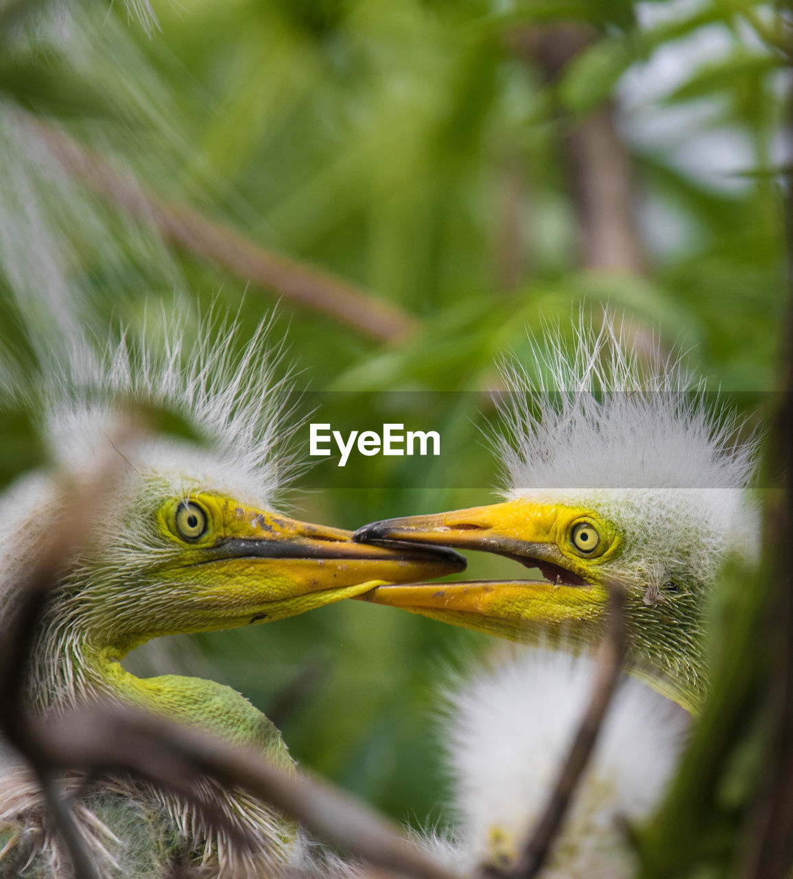 Close-up of young great egrets