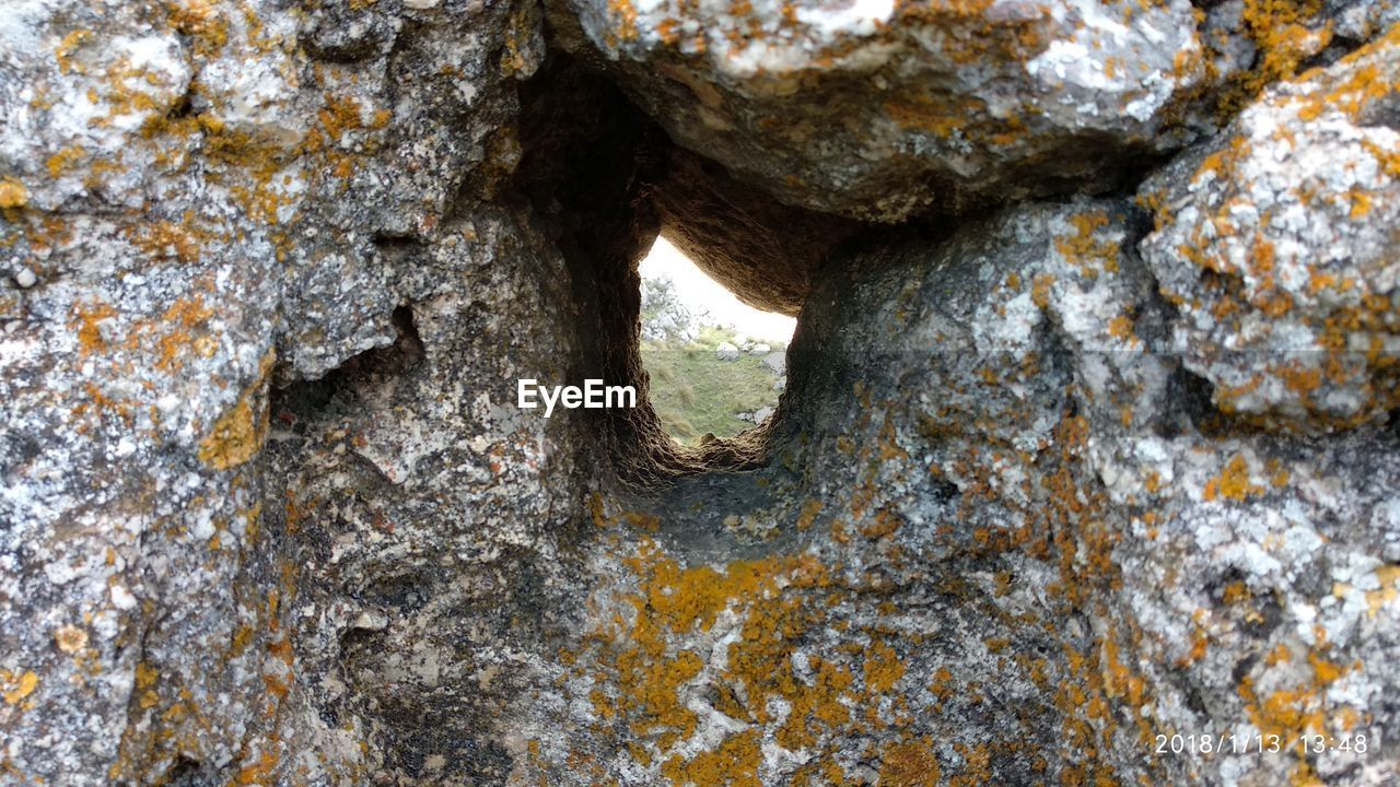 CLOSE-UP OF TREE TRUNK IN CAVE