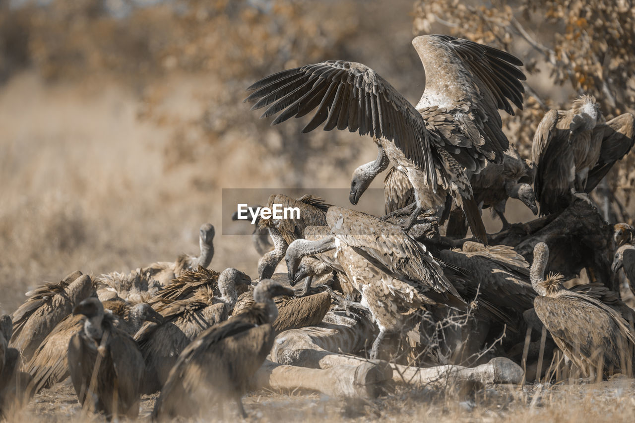 Flock of vultures scavenging on a field