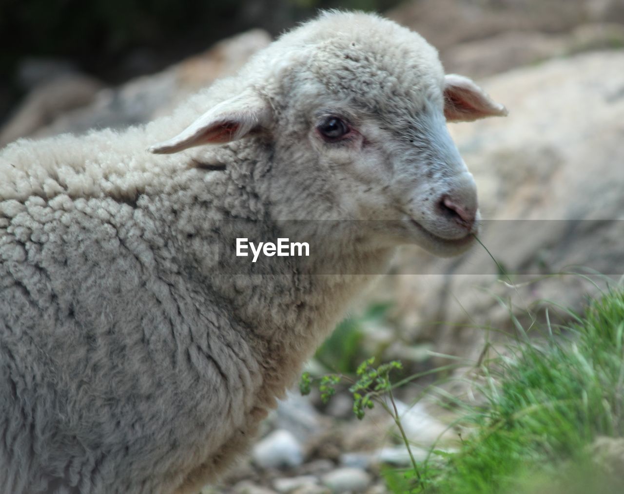 Close-up portrait of sheep, mountains of kinnaur 