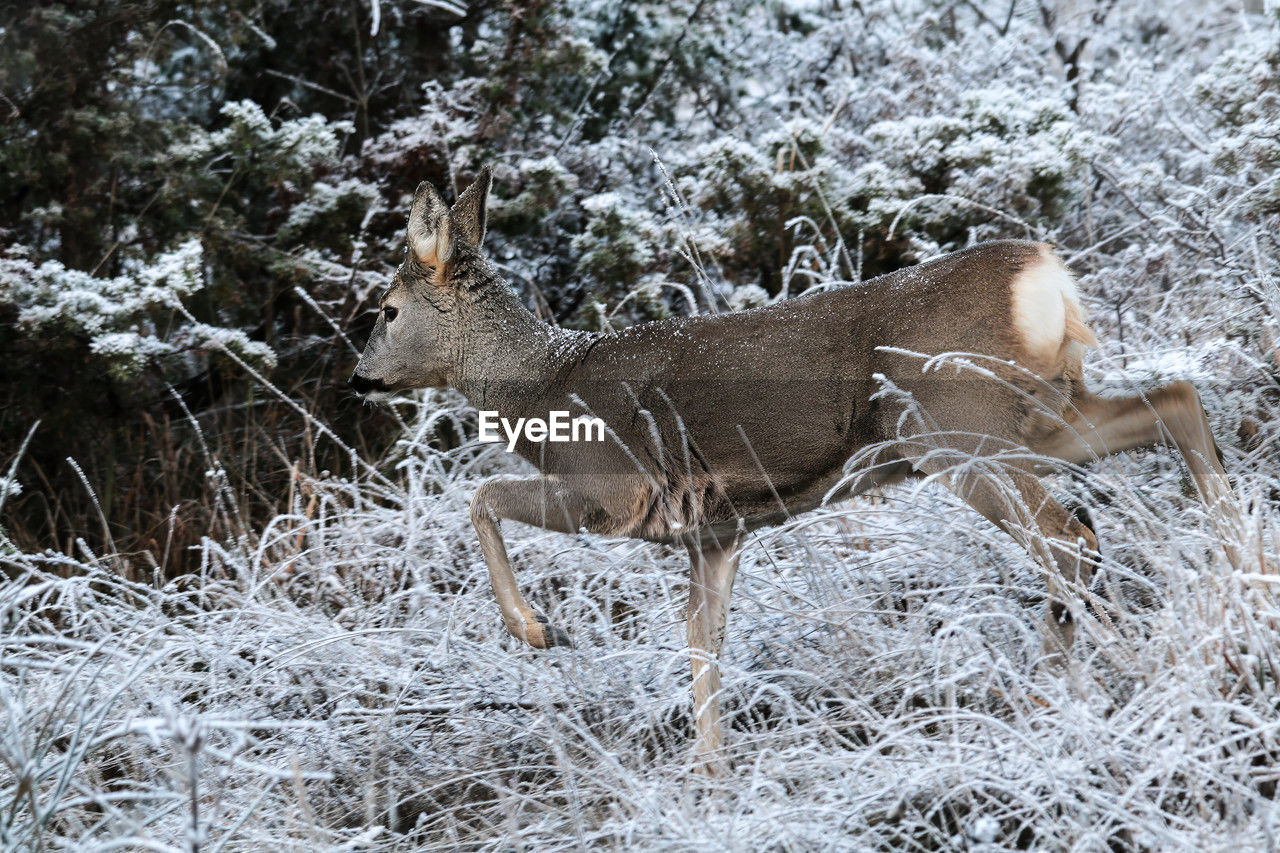 animal, animal themes, snow, deer, animal wildlife, winter, wildlife, cold temperature, mammal, one animal, nature, plant, no people, tree, land, field, day, side view, outdoors, beauty in nature, white, domestic animals, frost, standing