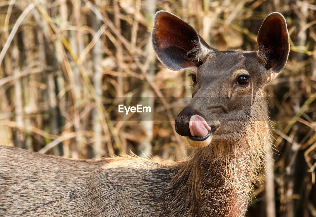 Close-up of deer sticking out tongue