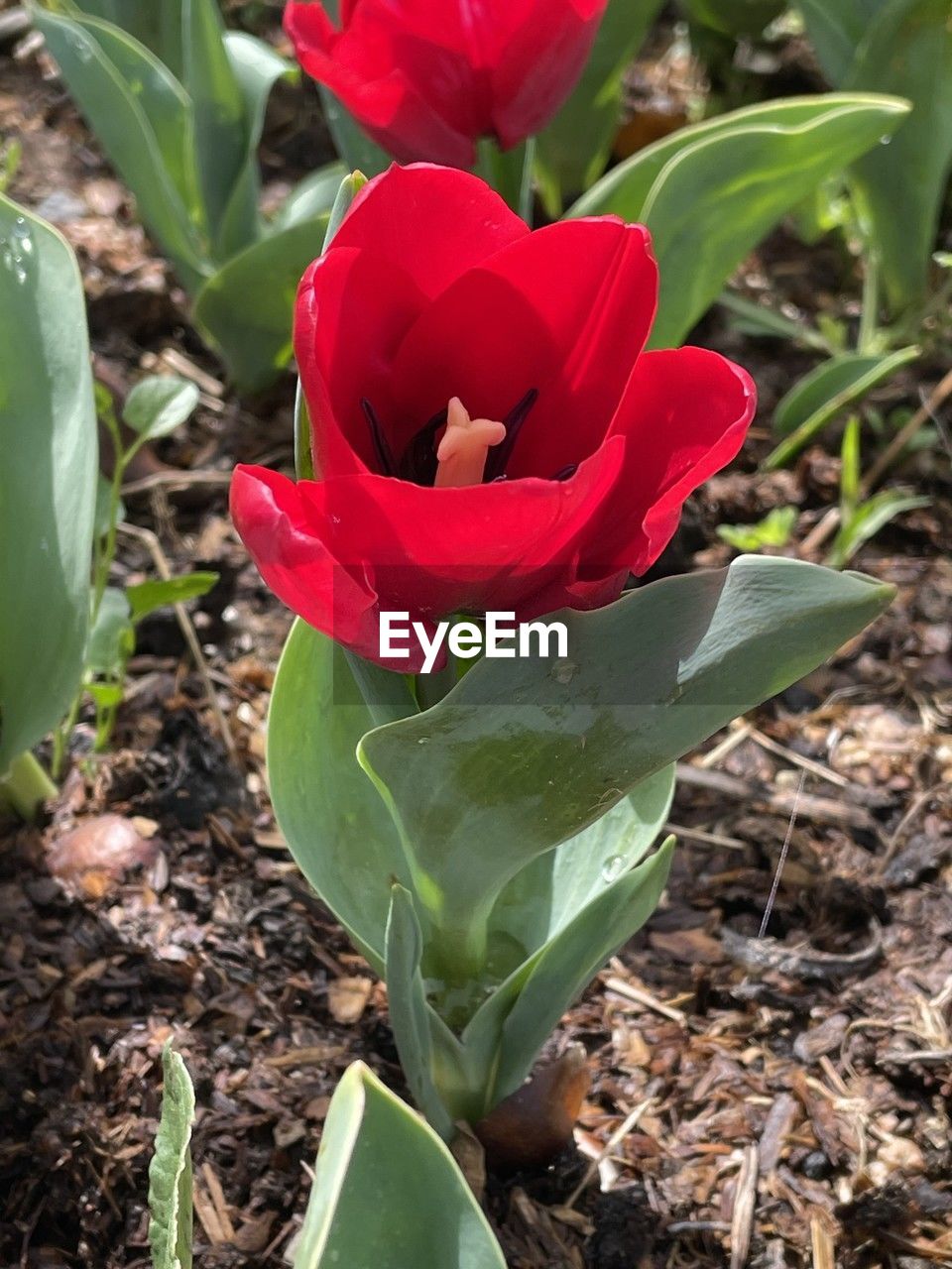 plant, flower, flowering plant, leaf, plant part, beauty in nature, nature, red, petal, growth, close-up, freshness, fragility, inflorescence, flower head, land, no people, green, field, day, outdoors, tulip, botany, high angle view