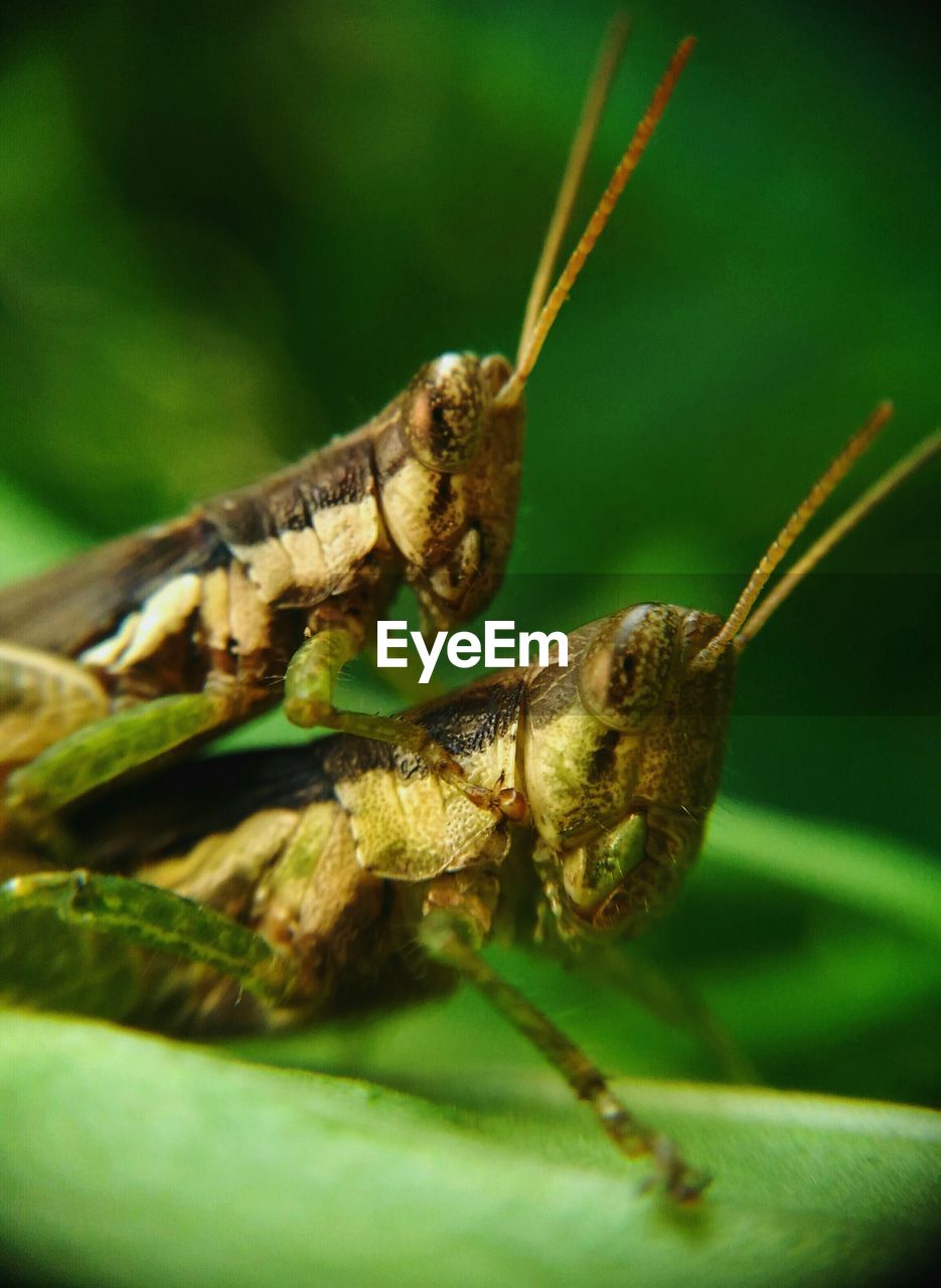 CLOSE-UP OF GRASSHOPPER