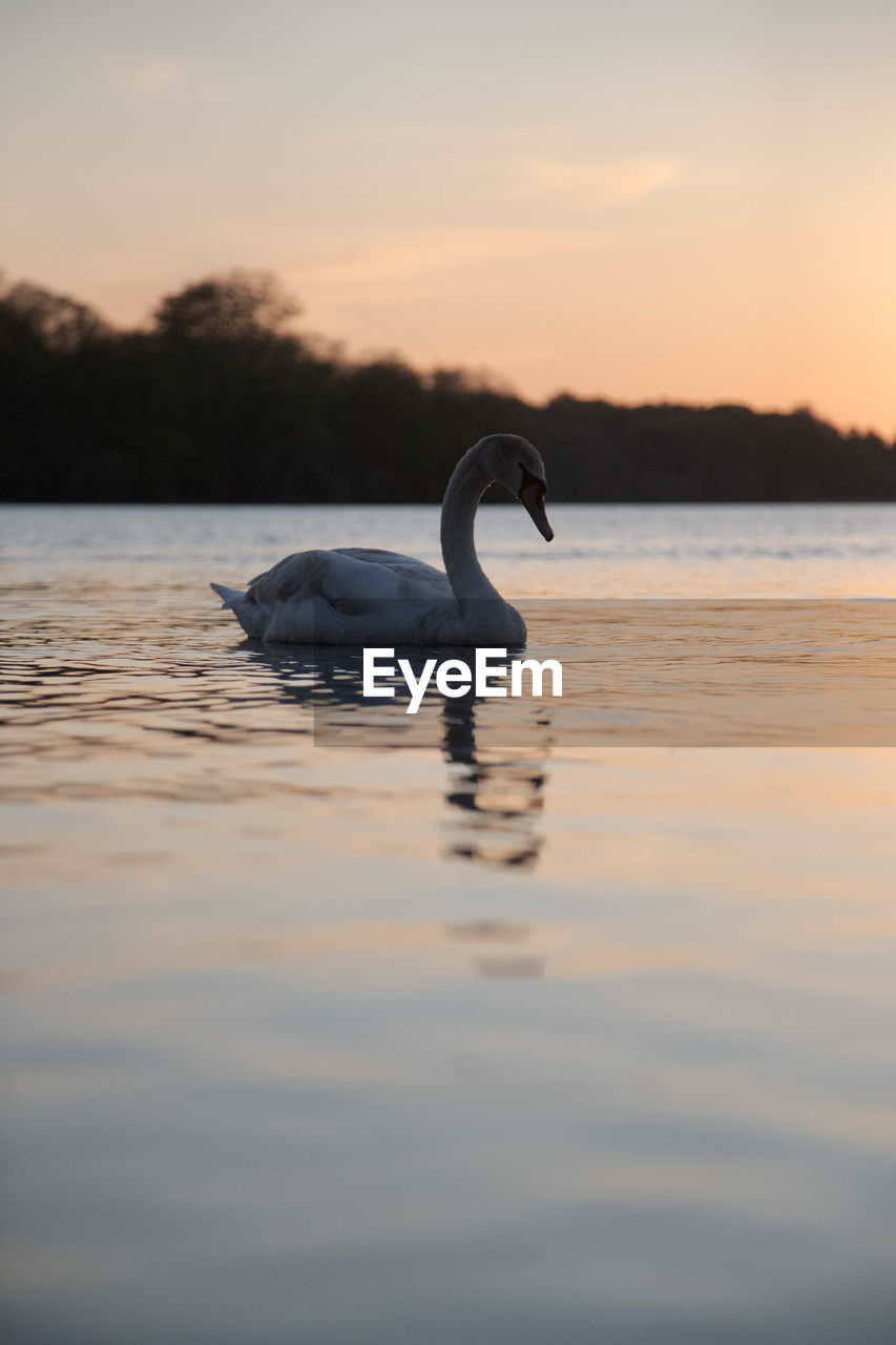 SWAN FLOATING ON LAKE