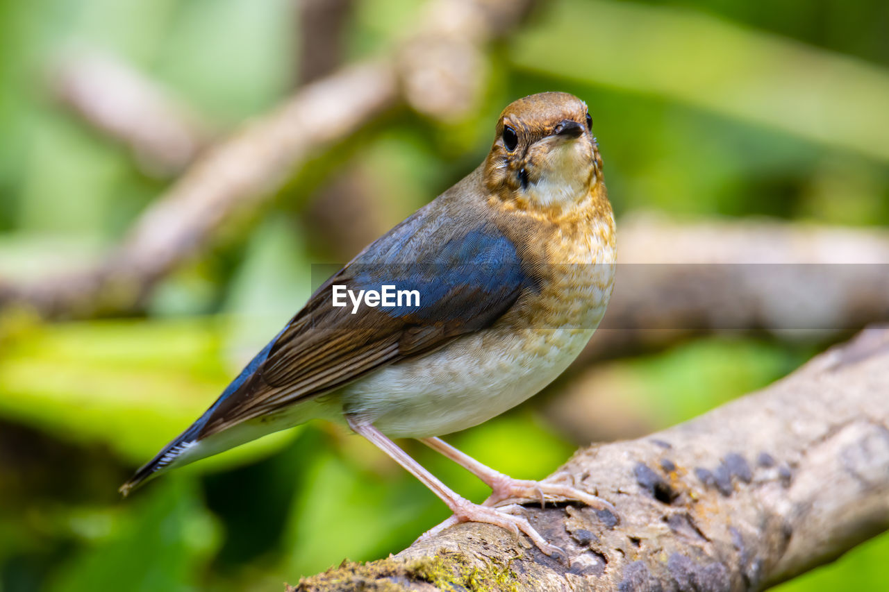 CLOSE-UP OF BIRD PERCHING ON WOOD