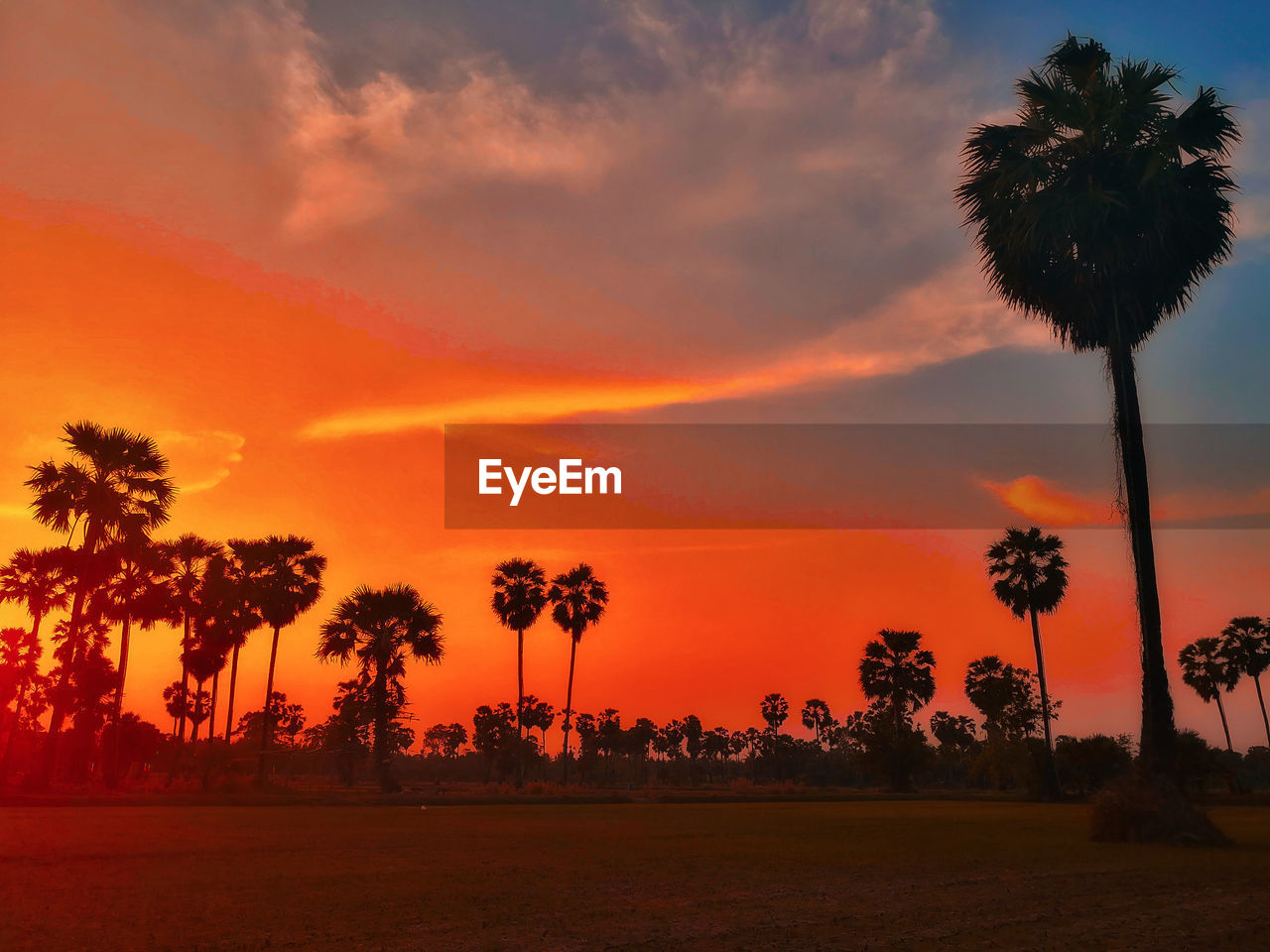 SCENIC VIEW OF PALM TREES AGAINST SKY DURING SUNSET