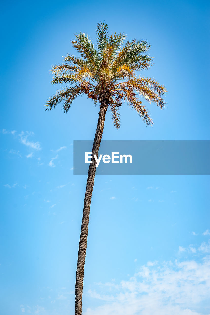 Low angle view of coconut palm tree against blue sky