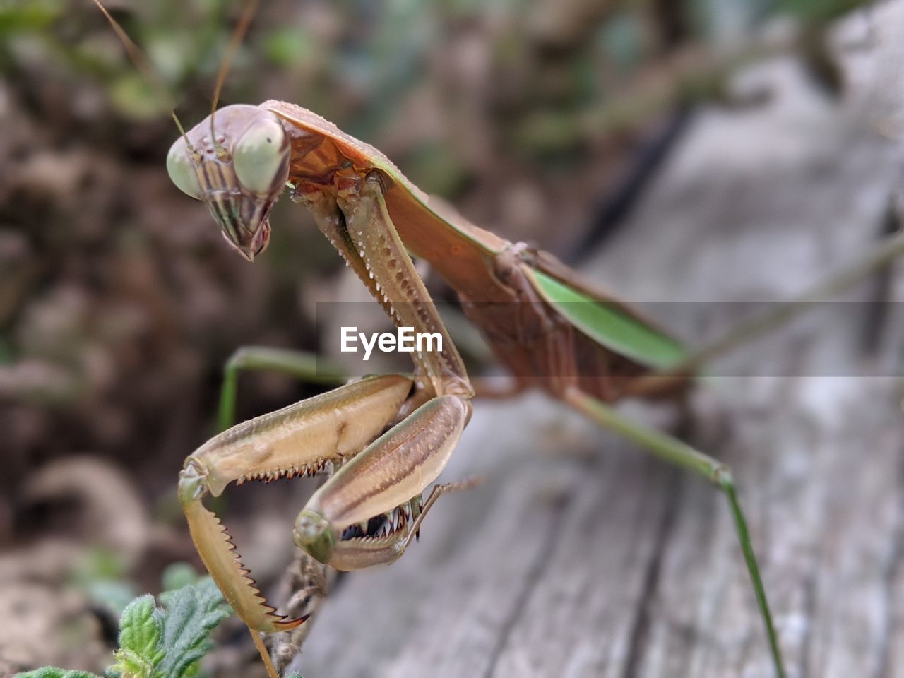 Close-up of insect on wood