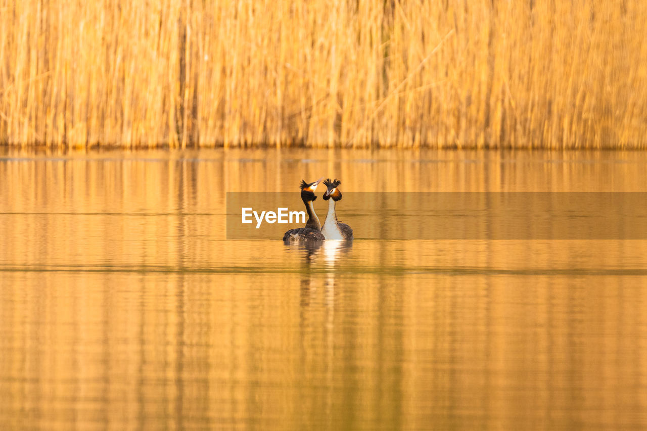 Pair of great crested grebes mating on the water mating season courtship display