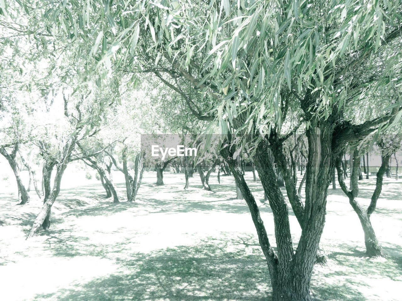 TREES ON SNOW FIELD DURING WINTER