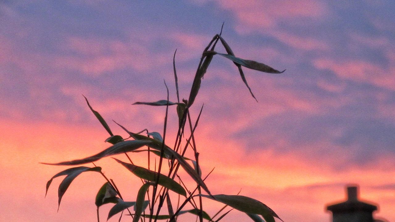 CLOSE-UP OF SILHOUETTE PLANT AGAINST SKY