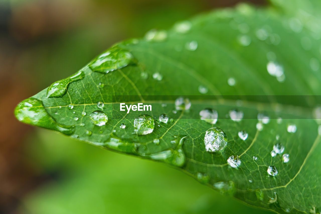 CLOSE-UP OF WATER DROPS ON LEAVES