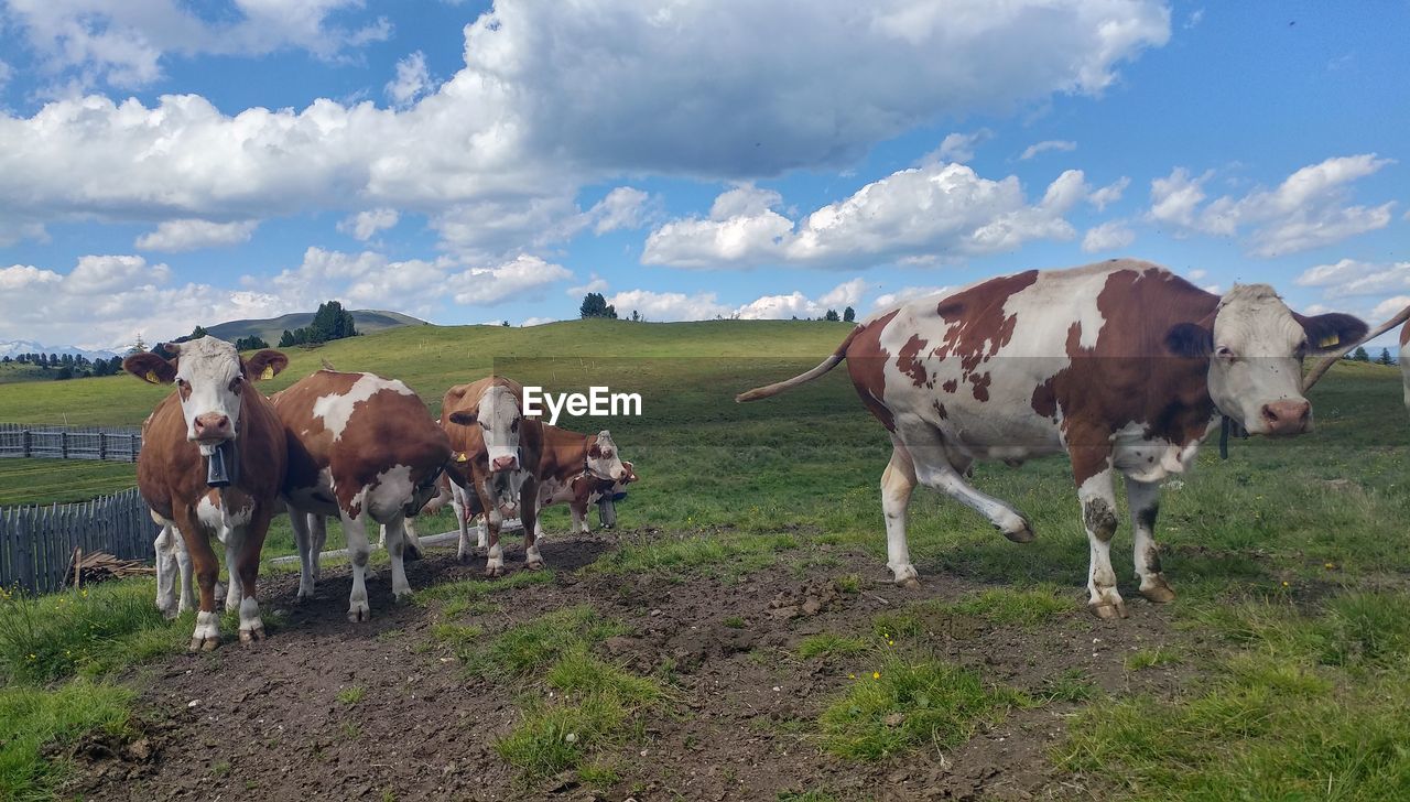 COWS STANDING ON FIELD