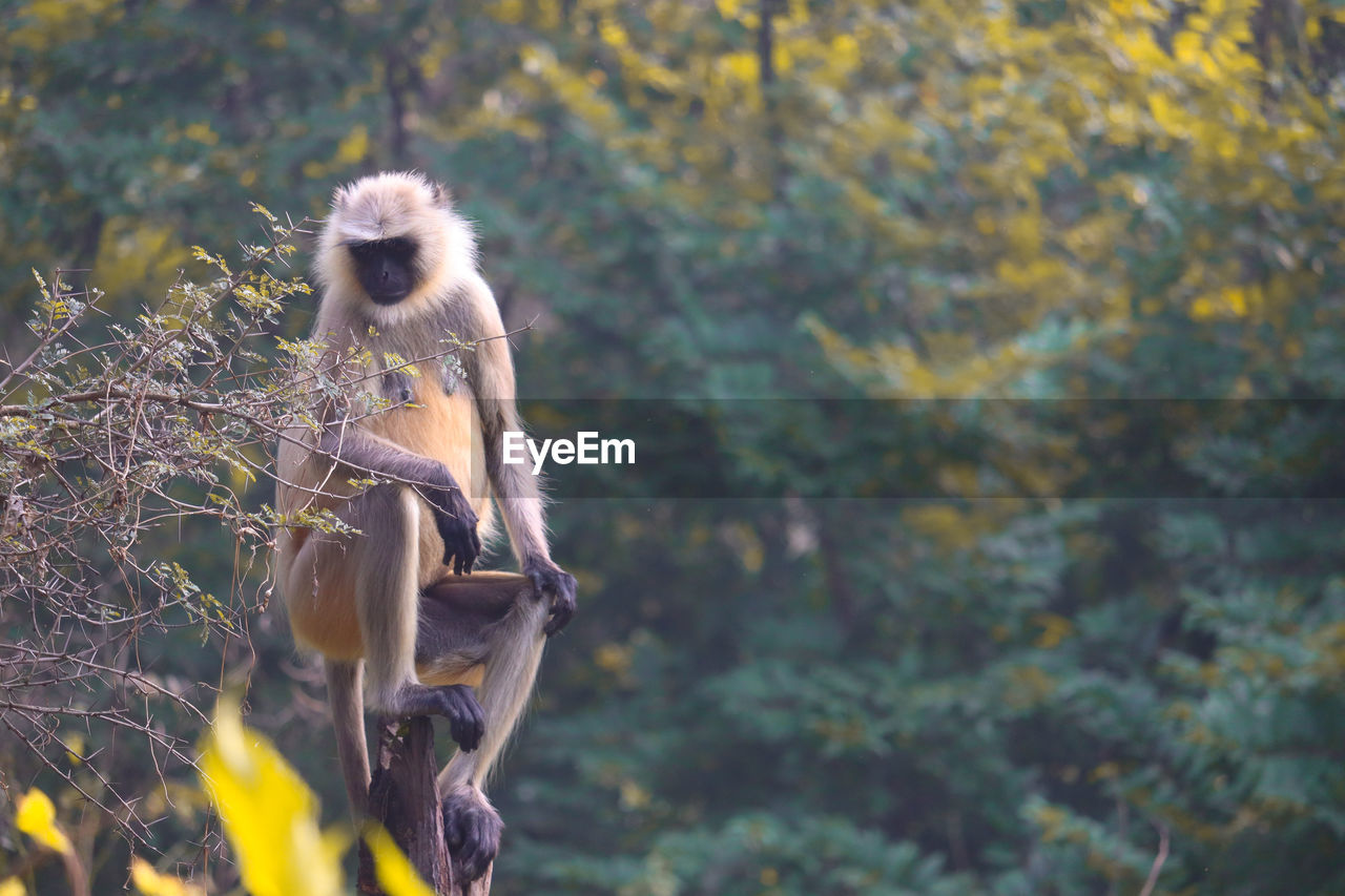 Monkey sitting on land