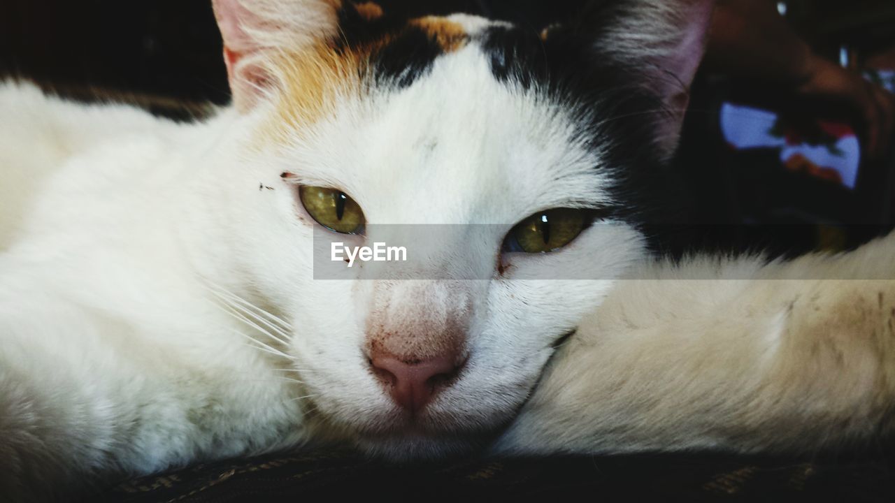 CLOSE-UP OF WHITE CAT RESTING ON BED