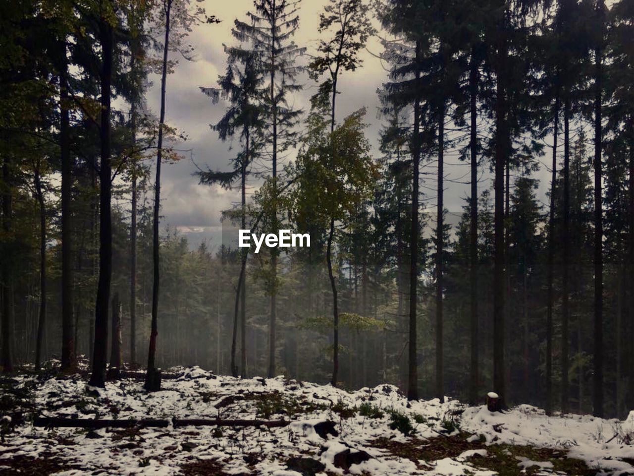 TREES IN FOREST AGAINST SKY