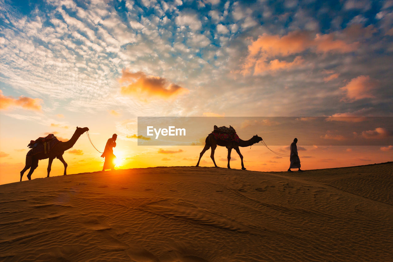 Silhouette people riding horse in desert against sky during sunset