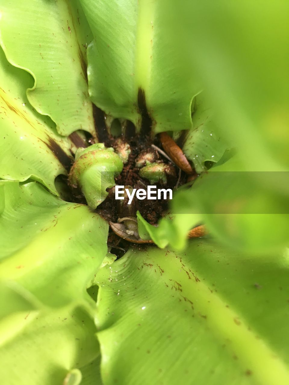 CLOSE-UP OF SPIDER ON GREEN LEAVES