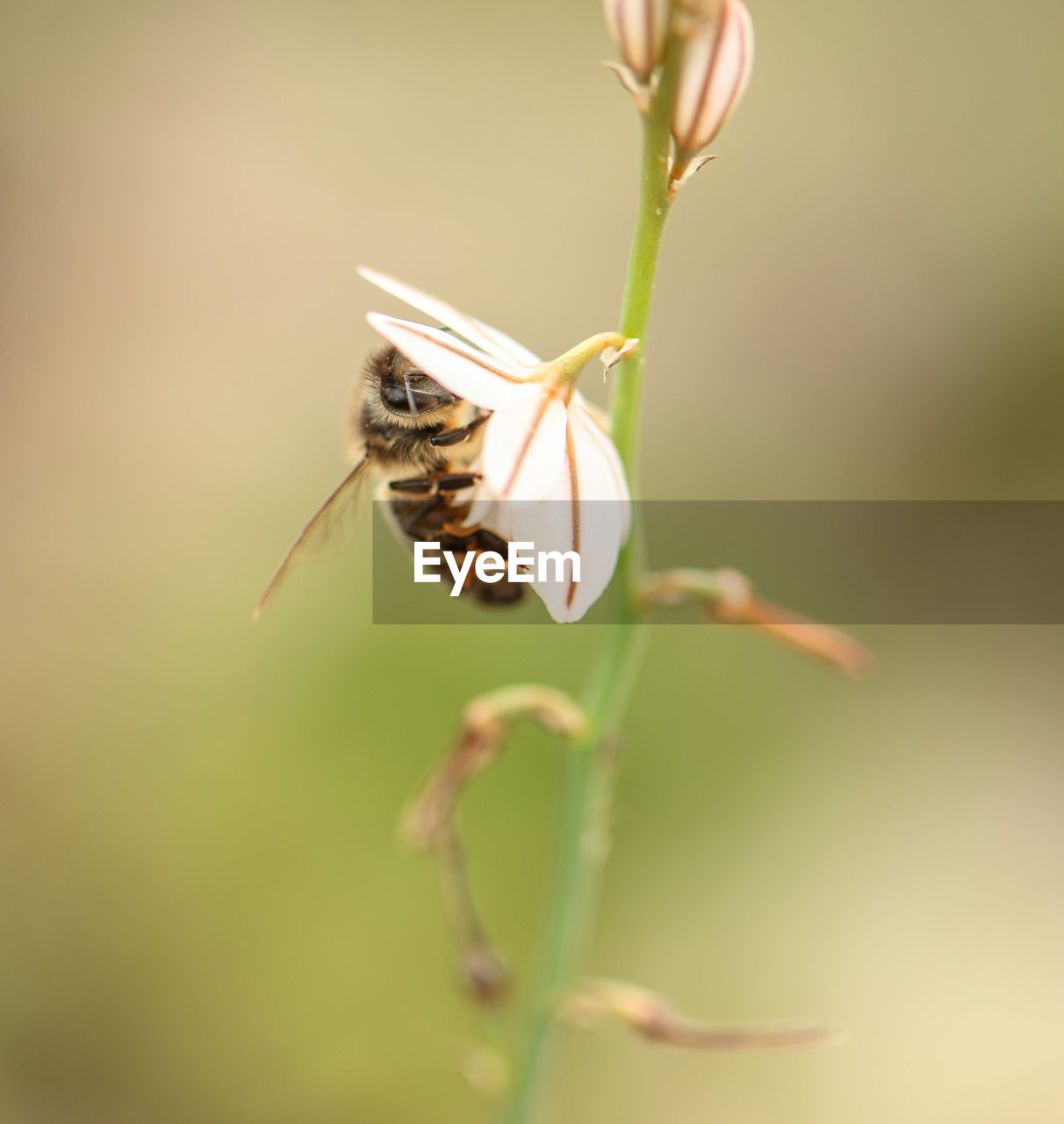 CLOSE-UP OF HOUSEFLY ON FLOWER