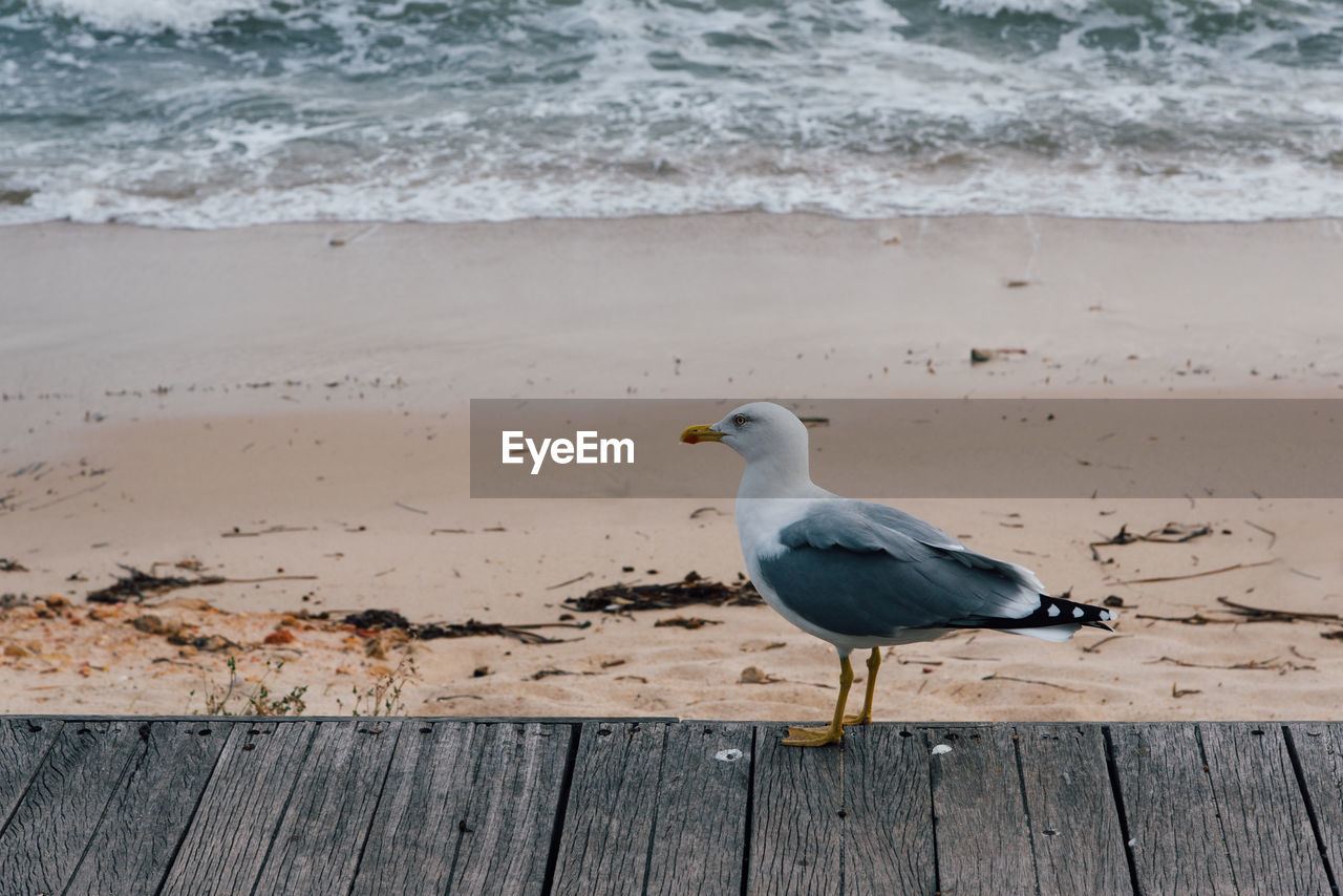 SEAGULL PERCHING ON WOODEN POST IN SEA