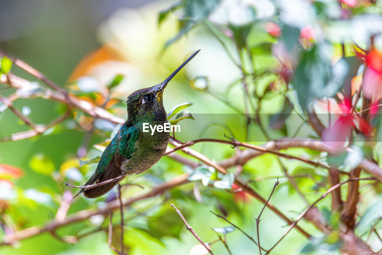 low angle view of bird perching on tree