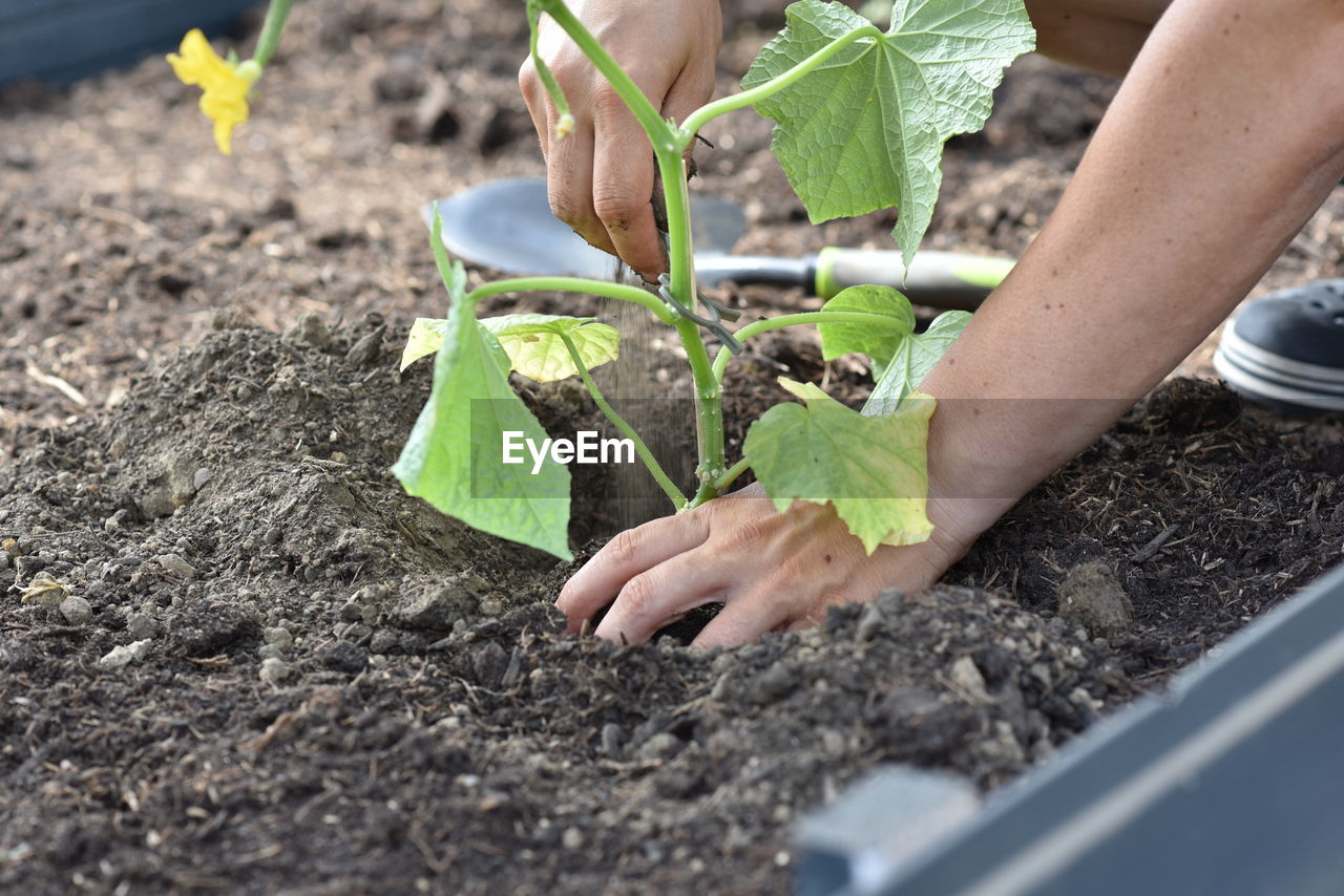 Plant hands earth cucumber tomatoes garden ecology bio