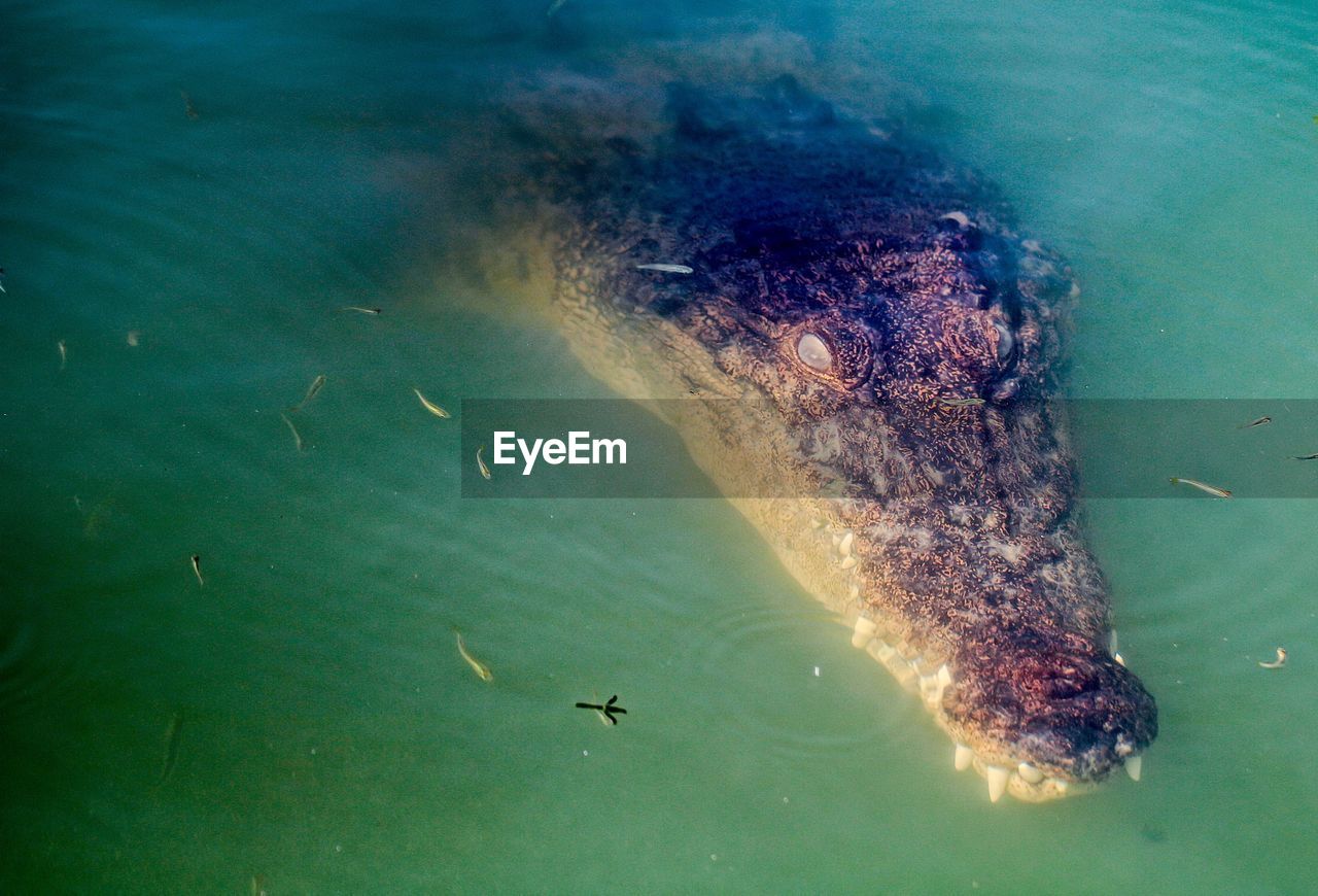 HIGH ANGLE VIEW OF TURTLE IN SEA