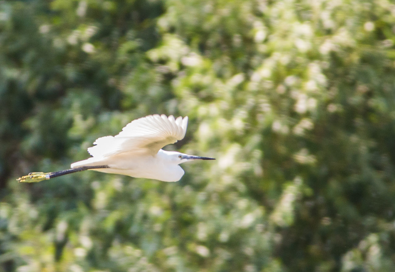 Side view of heron flying against tree