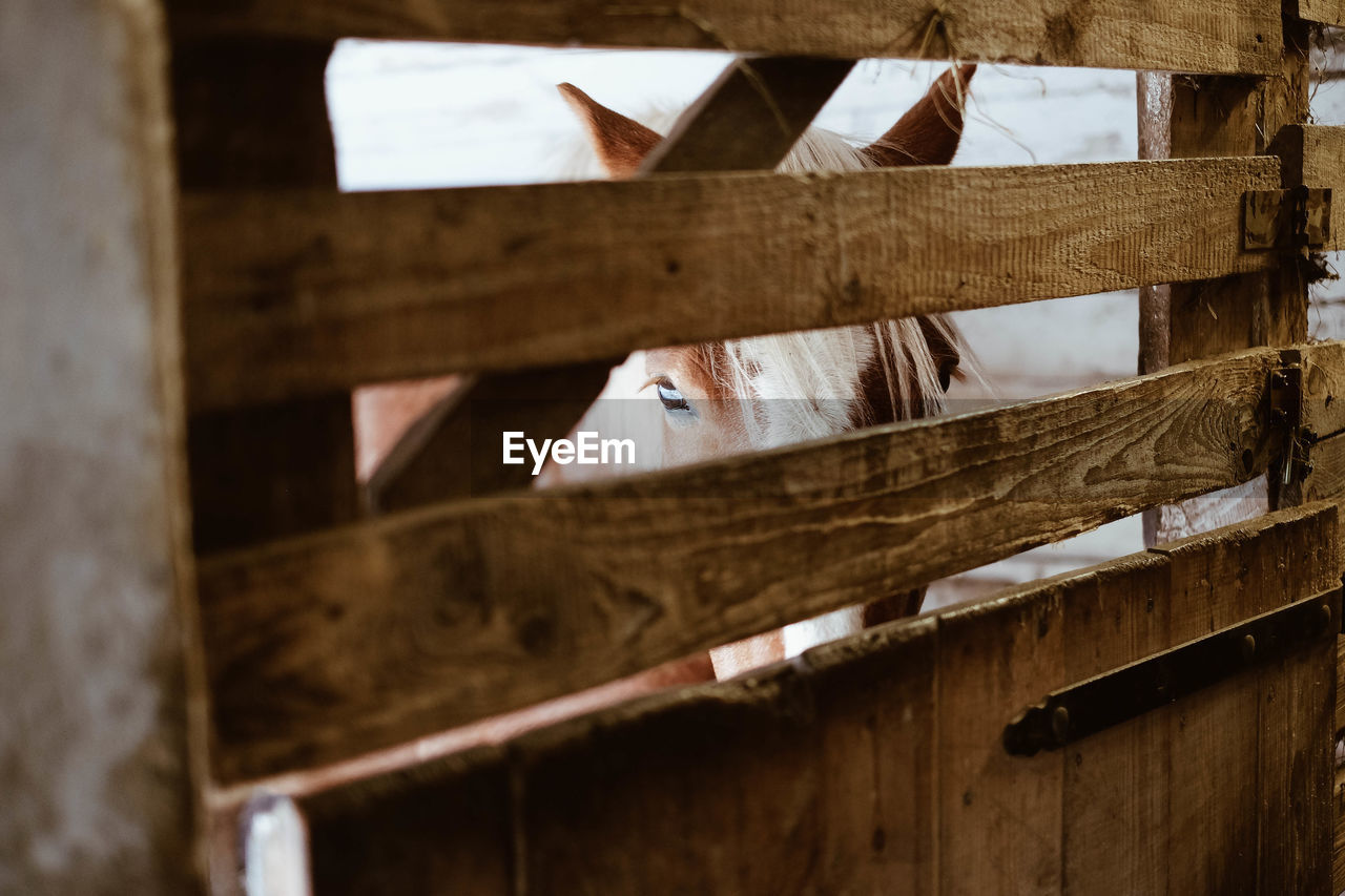 Close-up of horse in stable seen through wooden fence