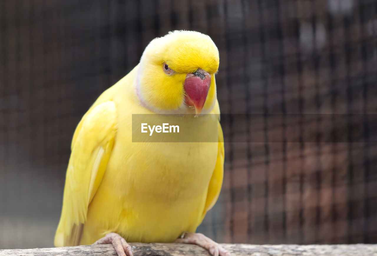 CLOSE-UP OF YELLOW PARROT PERCHING ON CAGE