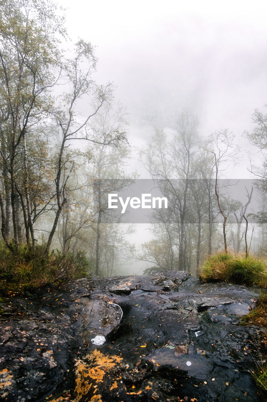 Wet rocks and trees at a cliff in the fog