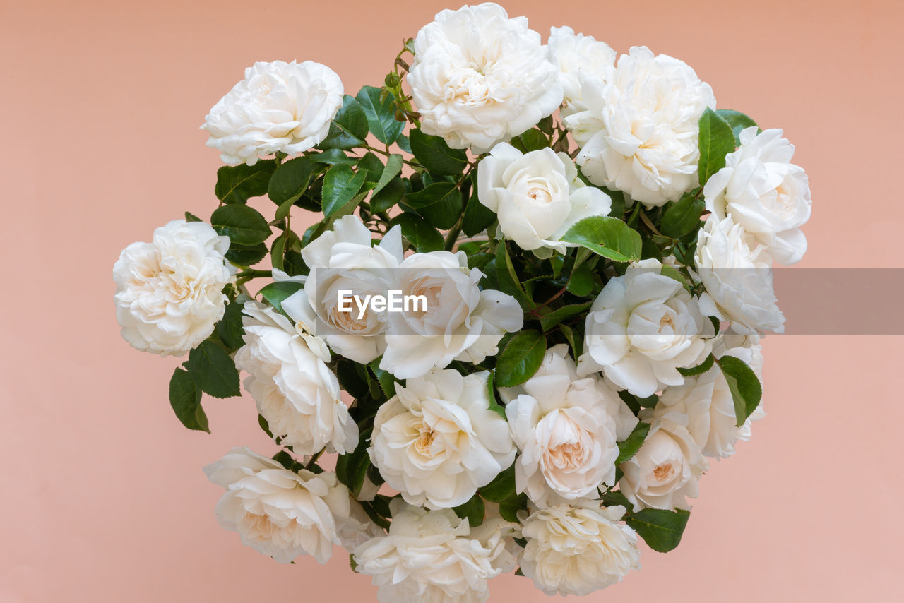 Bouquet of english roses on pastel background