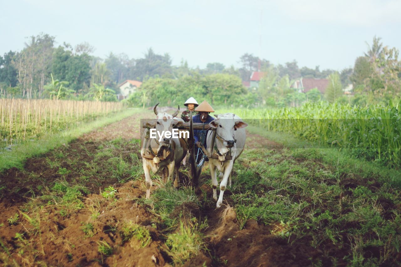 VIEW OF HORSE RIDING ON FIELD