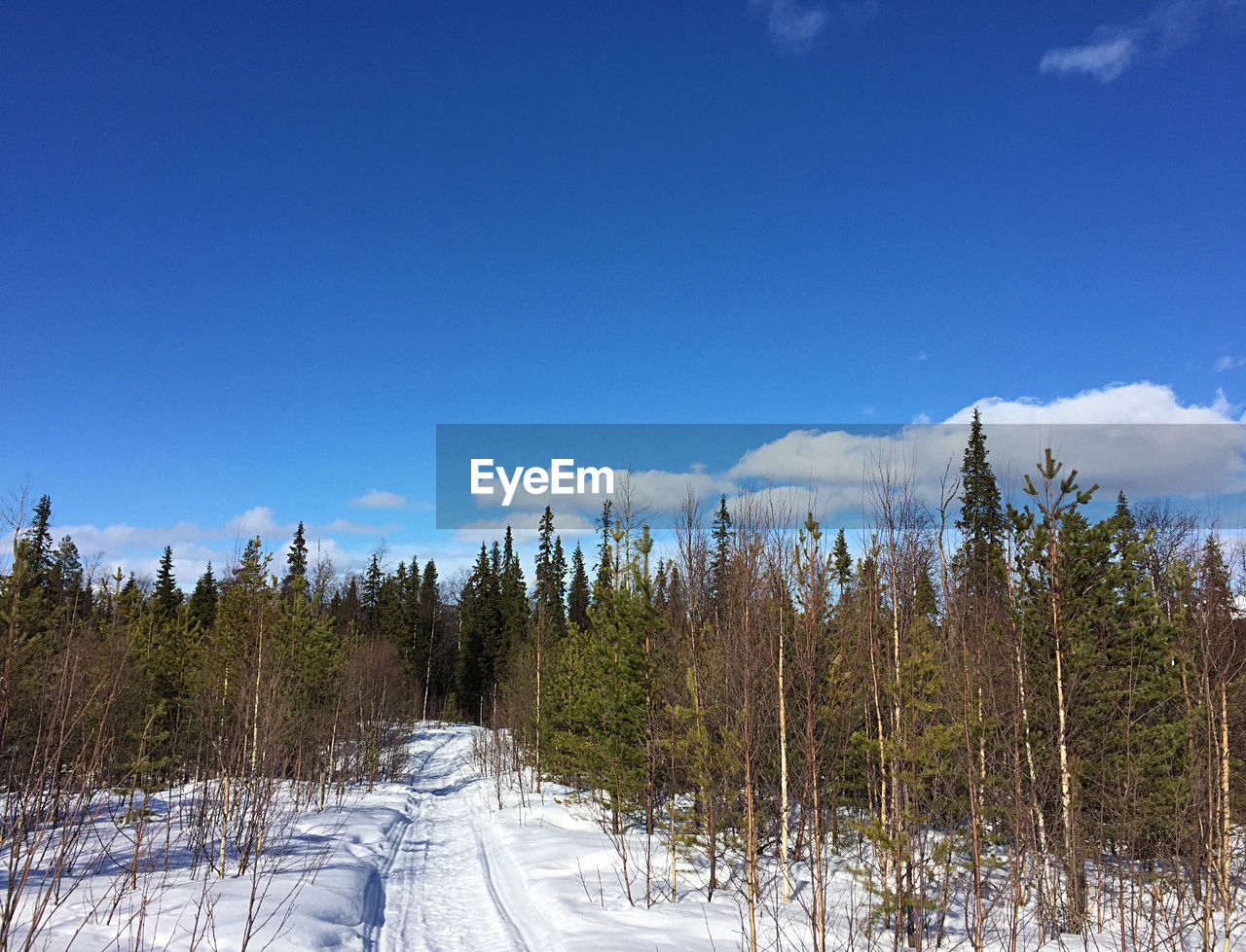 SCENIC VIEW OF FOREST AGAINST SKY