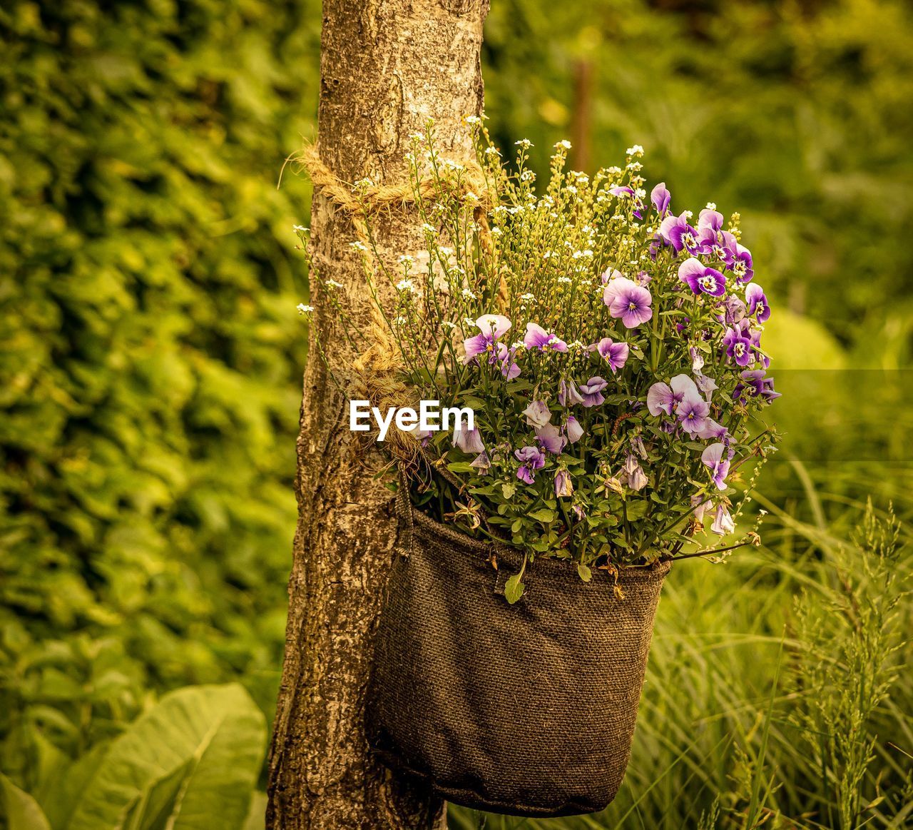 Close-up of pink flowering plant against tree trunk