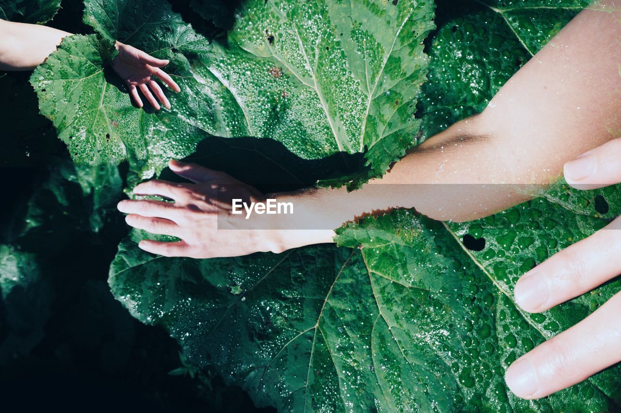 Close-up of hands holding wet leaves