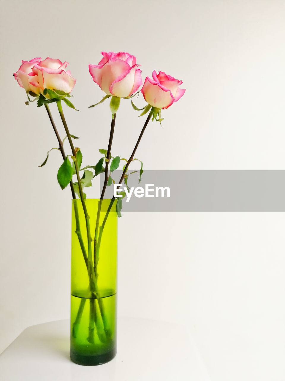 Close-up of pink flowers in vase against white background