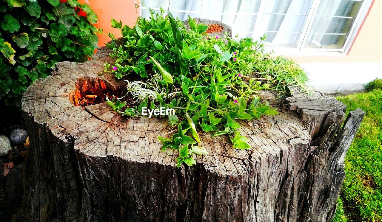 High angle view of plants on tree stump in back yard