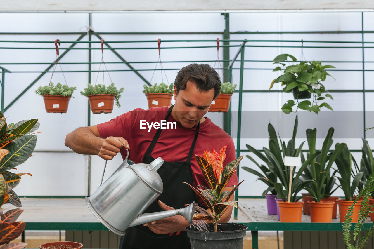 Thoughtful responsible male in t shirt and apron taking care of potted flowers in spacious greenhouse