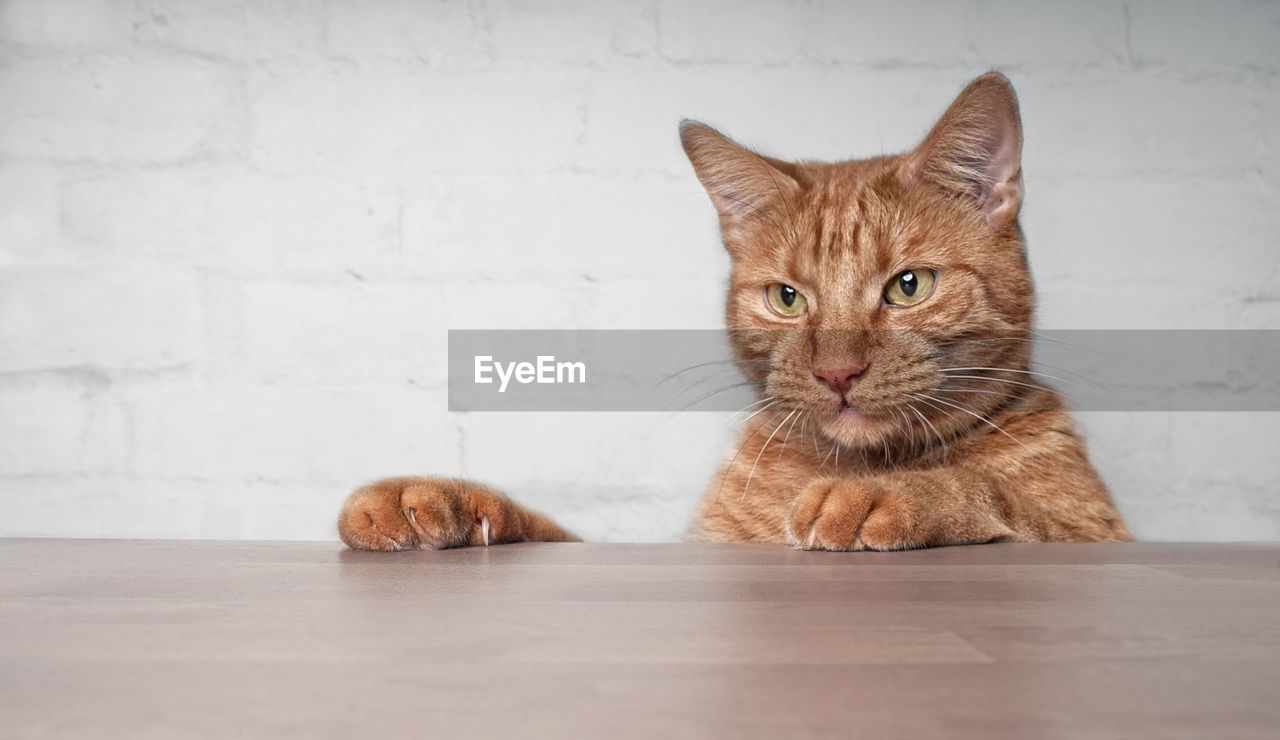 Close-up of ginger cat at table against wall