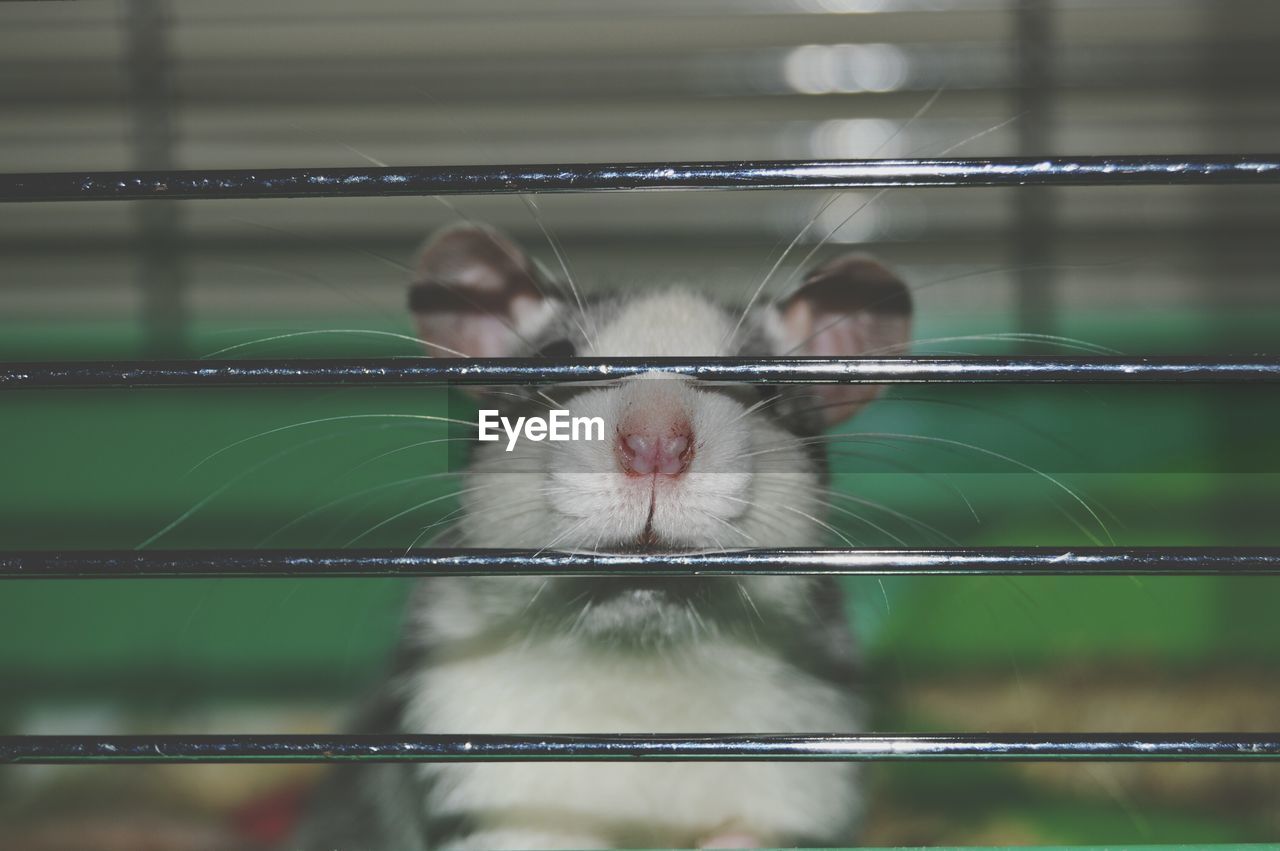 Close up of hamster in cage