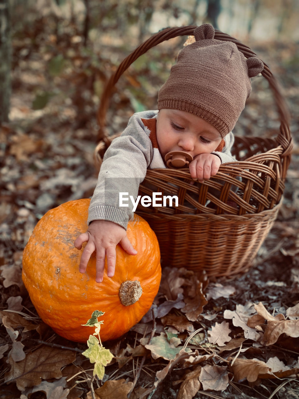 Close-up of pumpkin and baby in basket