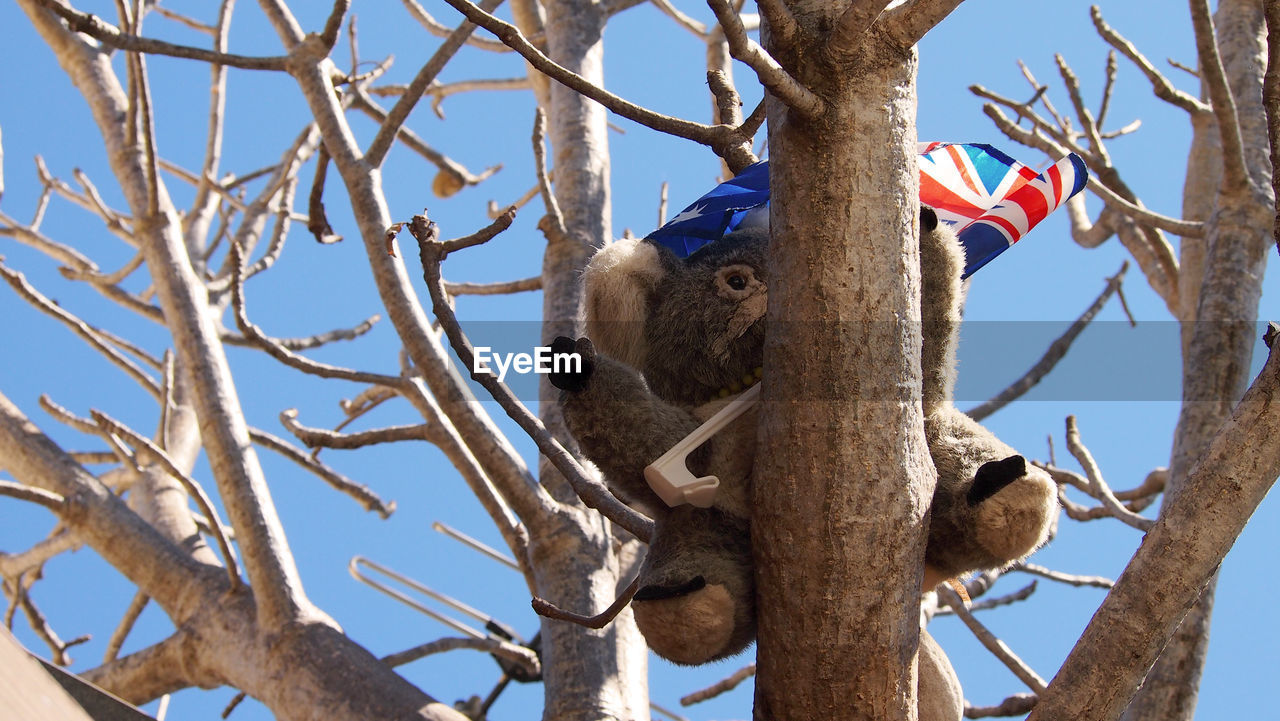 LOW ANGLE VIEW OF STARFISH HANGING ON TREE AGAINST SKY