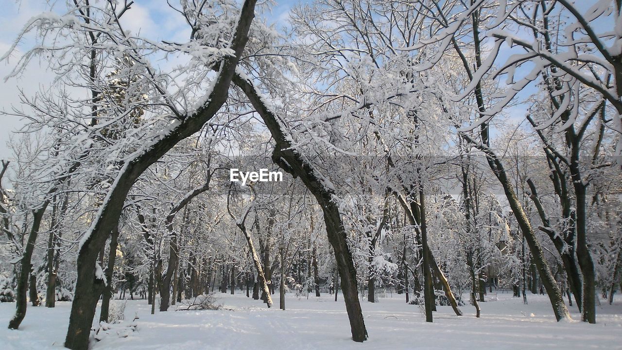 BARE TREES IN SNOW COVERED LAND