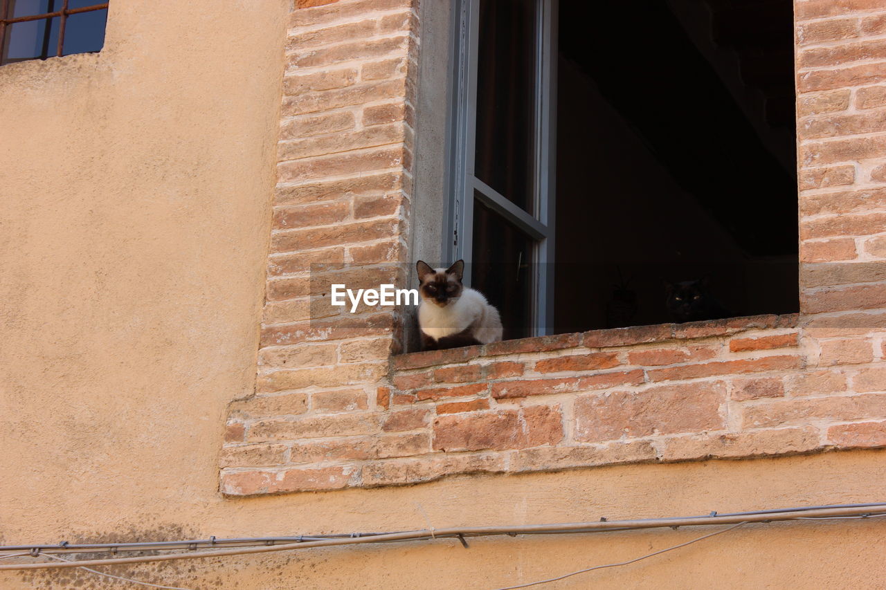 CAT SITTING ON A WINDOW OF BUILDING