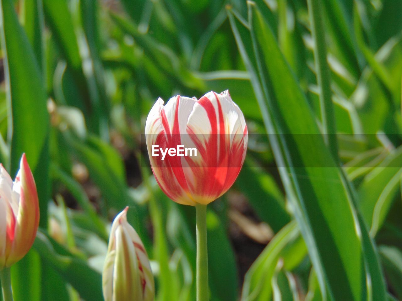 Close-up of red tulip