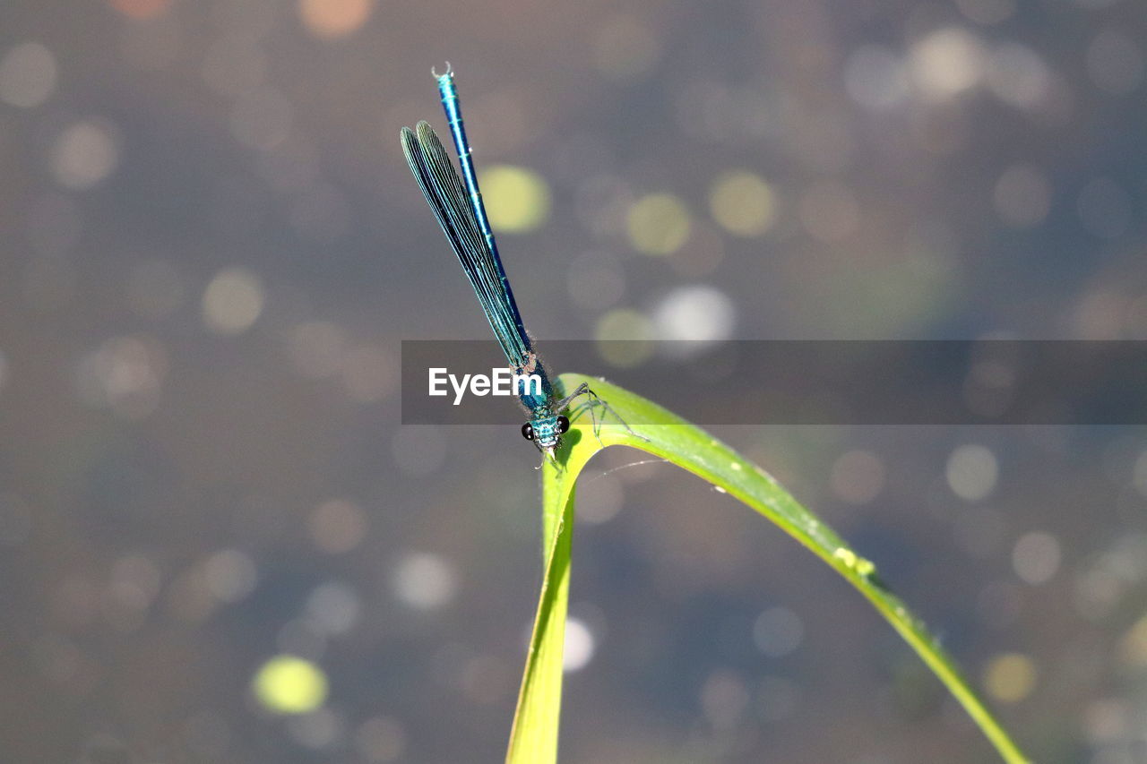 CLOSE-UP OF CATERPILLAR ON LEAF